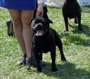  Staffordshire Bull Terrier 
